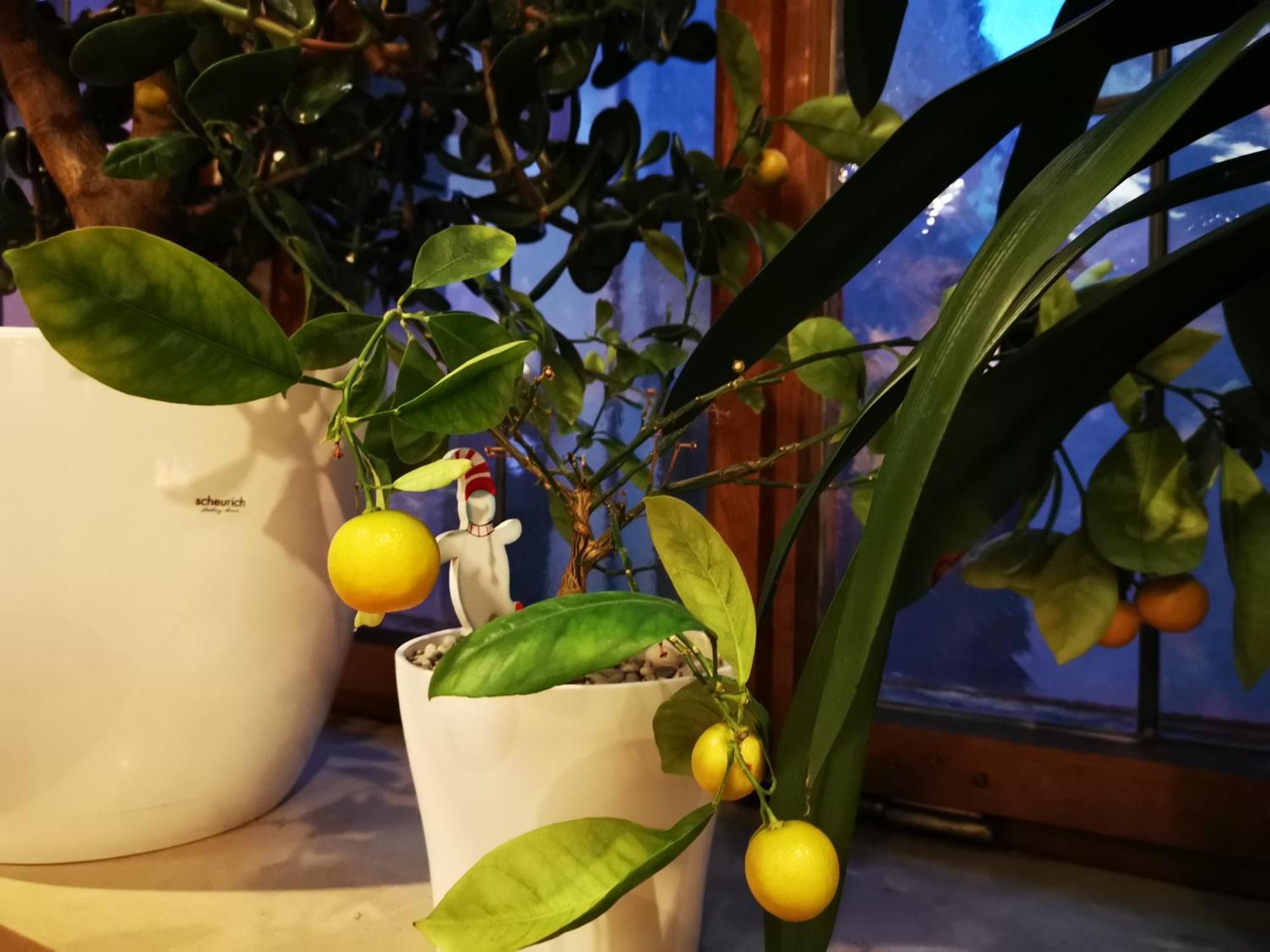 China Restaurant Hotel Lotus Ρότενμπουργκ  Εξωτερικό φωτογραφία